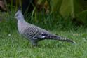 Ocyphaps lophotes (Crested Pigeon).jpg